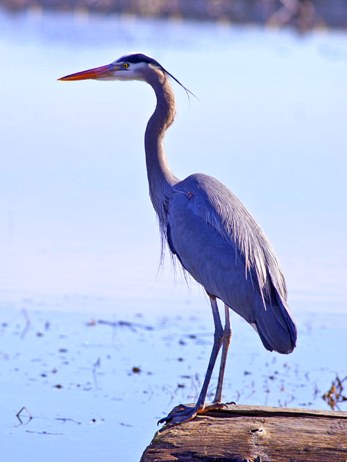 Majestic Great Blue Heron
